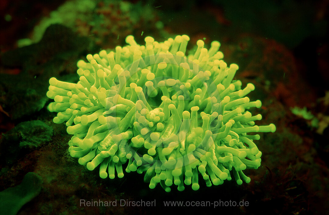 Fluoresce Anemone, Coral fluorescenc, Indian Ocean, Komodo National Park, Indonesia