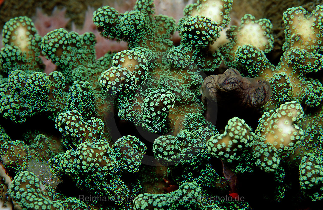 hard coral with white light, Indian Ocean, Komodo National Park, Indonesia