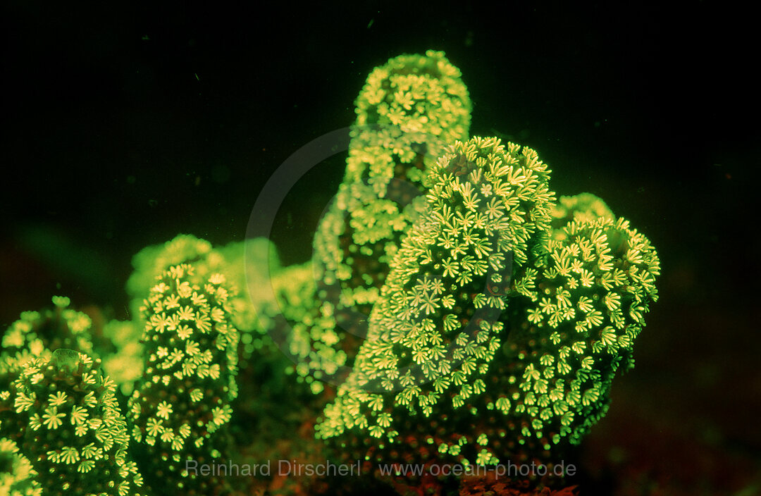 Fluoreszierende Steinkoralle, Korallenfluoreszenz, Indischer Ozean, Komodo National Park, Indonesien