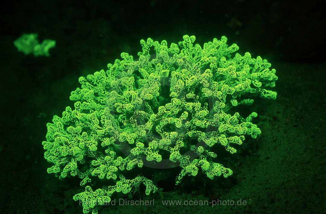 Fluoresce hard coral, Coral fluorescenc, Indian Ocean, Komodo National Park, Indonesia