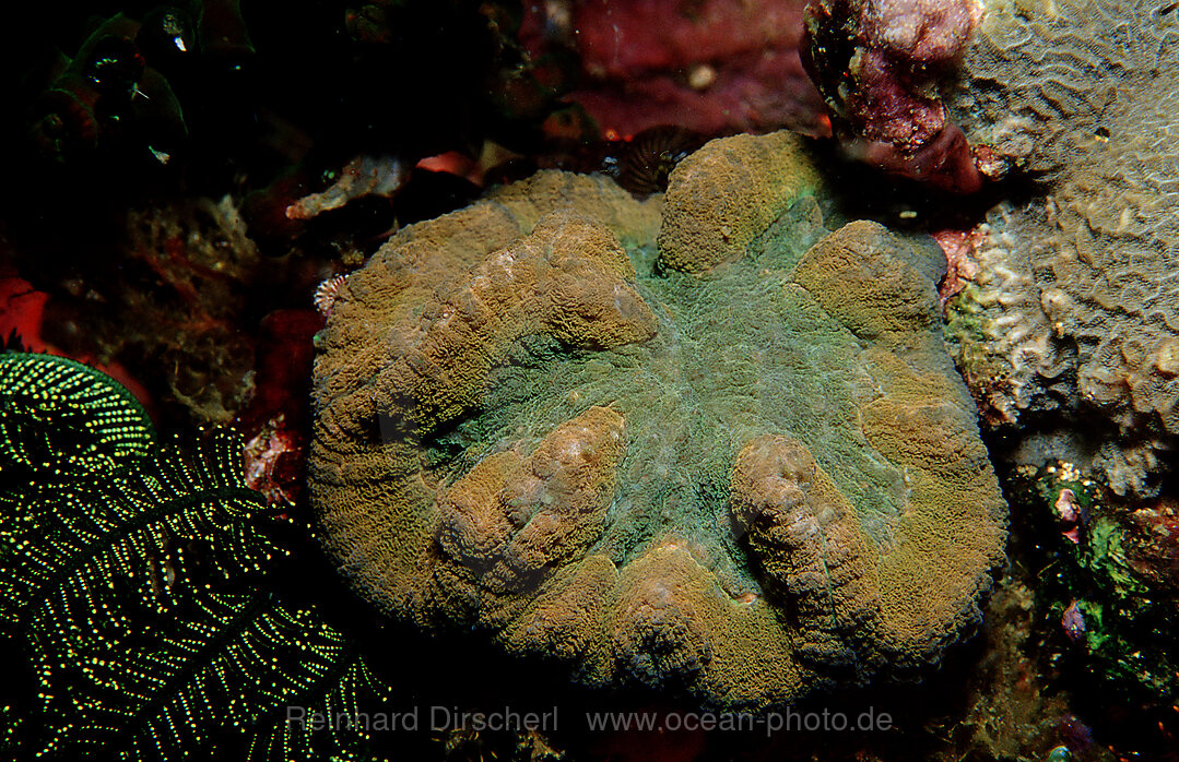 hard coral with white light, Indian Ocean, Komodo National Park, Indonesia