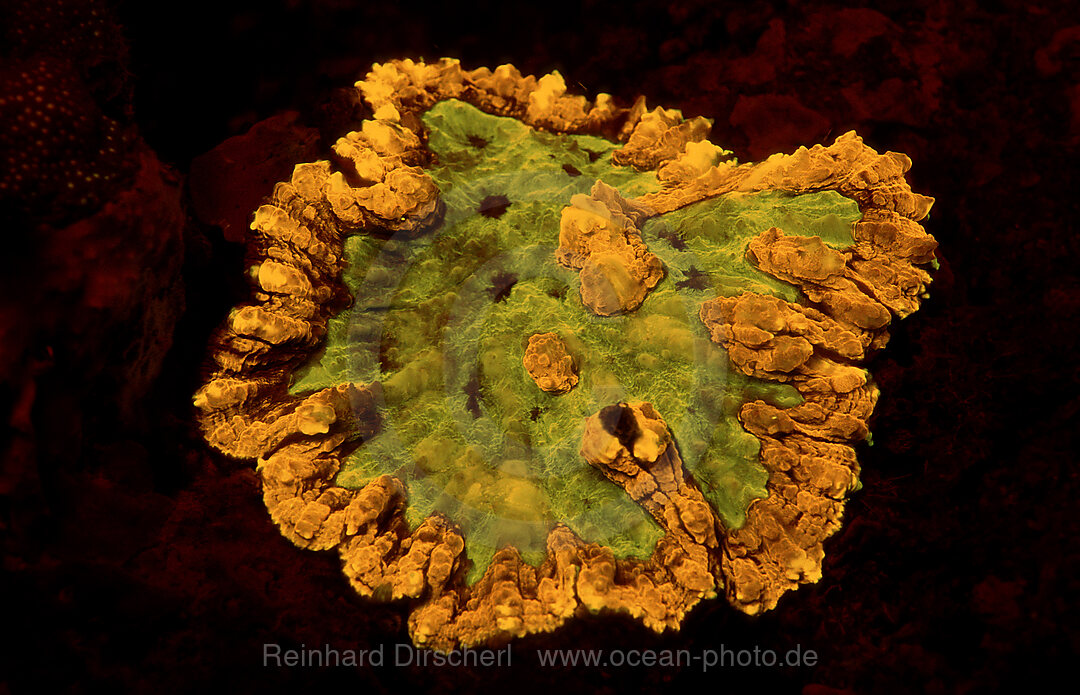 Fluoreszierende Steinkoralle, Korallenfluoreszenz