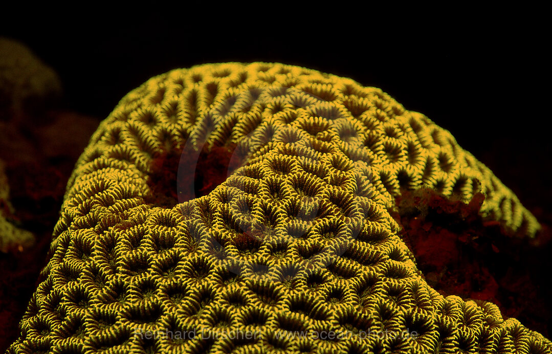 Fluoresce hard coral, Coral fluorescenc, Indian Ocean, Komodo National Park, Indonesia