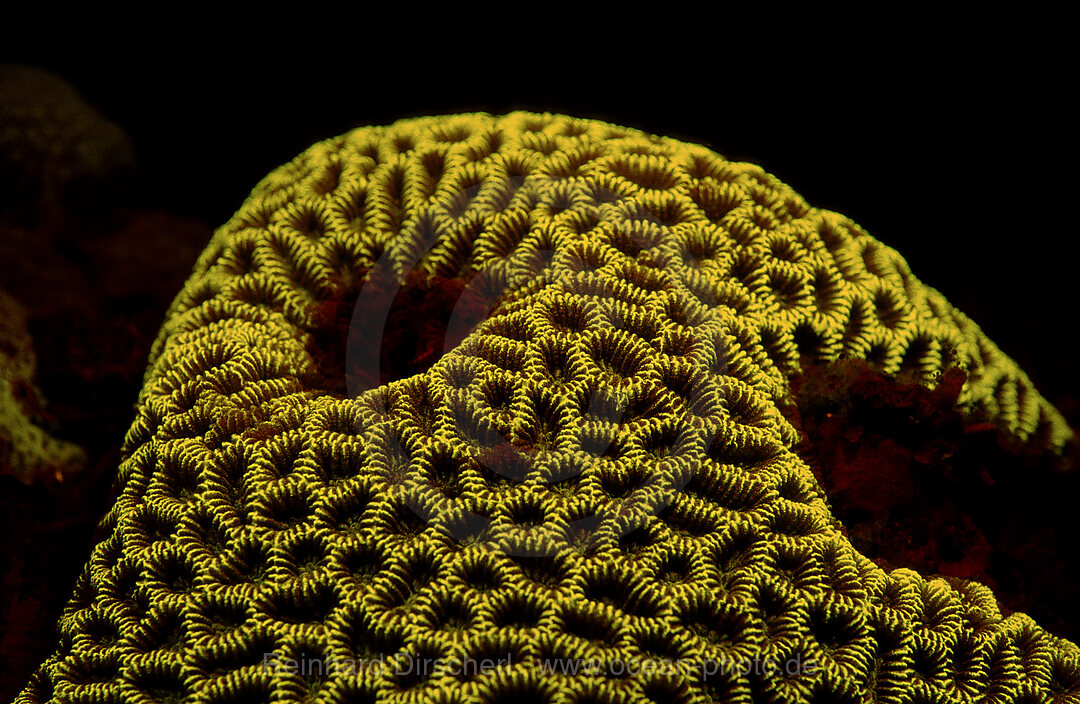 Fluoreszierende Steinkoralle, Korallenfluoreszenz, Indischer Ozean, Komodo National Park, Indonesien