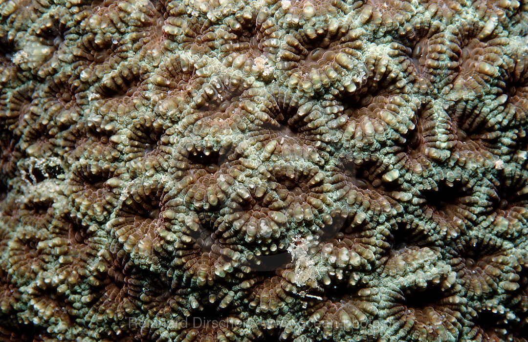 Steinkoralle mit weissem Licht, Indischer Ozean, Komodo National Park, Indonesien