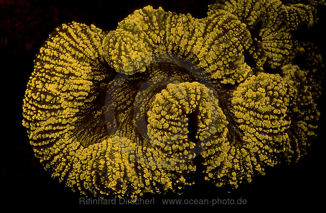 Fluoreszierende Steinkoralle, Korallenfluoreszenz