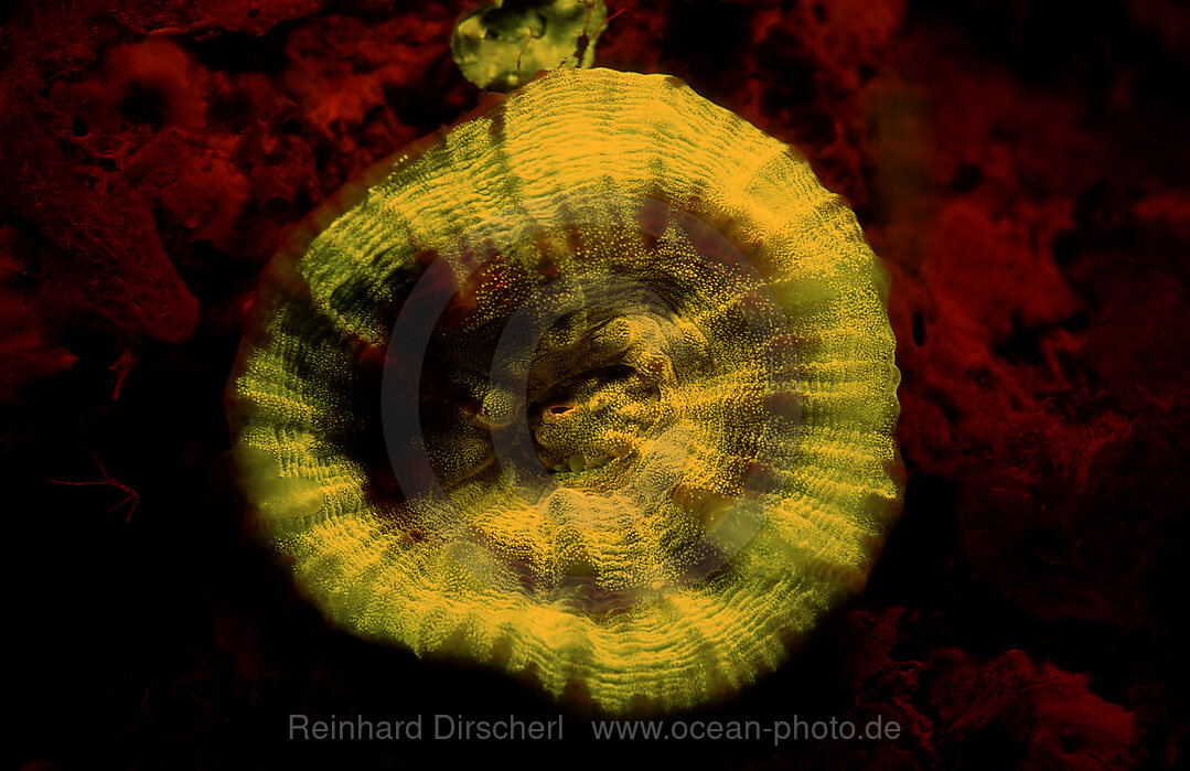 Fluoreszierende Steinkoralle, Korallenfluoreszenz