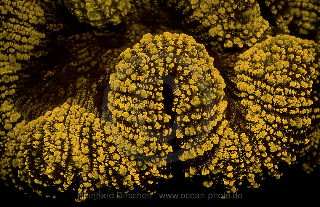 Fluoreszierende Steinkoralle, Korallenfluoreszenz, Indischer Ozean, Komodo National Park, Indonesien