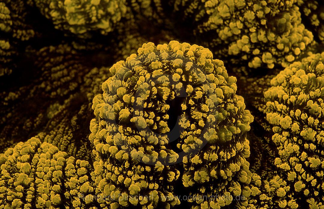 Fluoreszierende Steinkoralle, Korallenfluoreszenz, Indischer Ozean, Komodo National Park, Indonesien