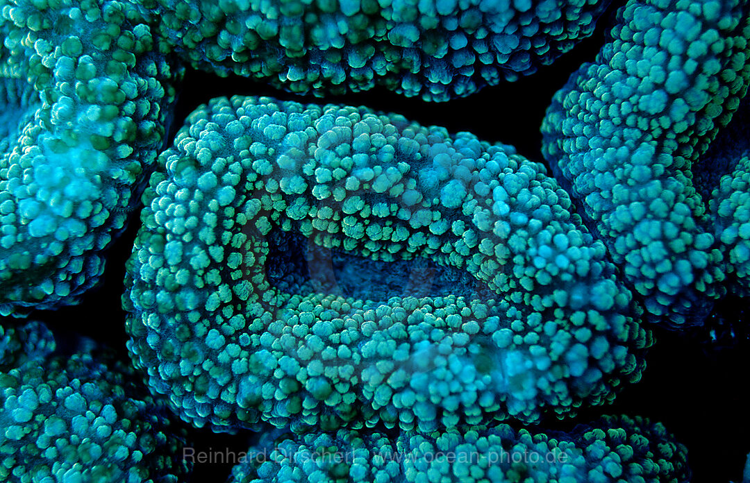 Fluoreszierende Steinkoralle, Korallenfluoreszenz, Indischer Ozean, Komodo National Park, Indonesien