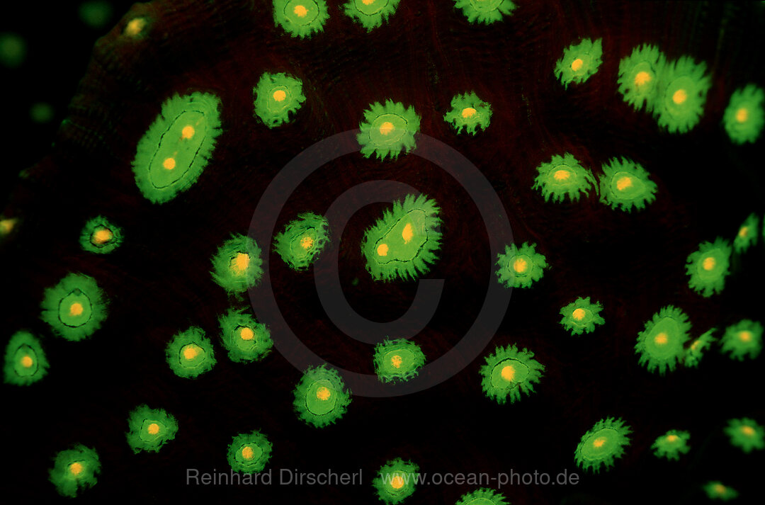Fluoreszierende Steinkoralle, Korallenfluoreszenz