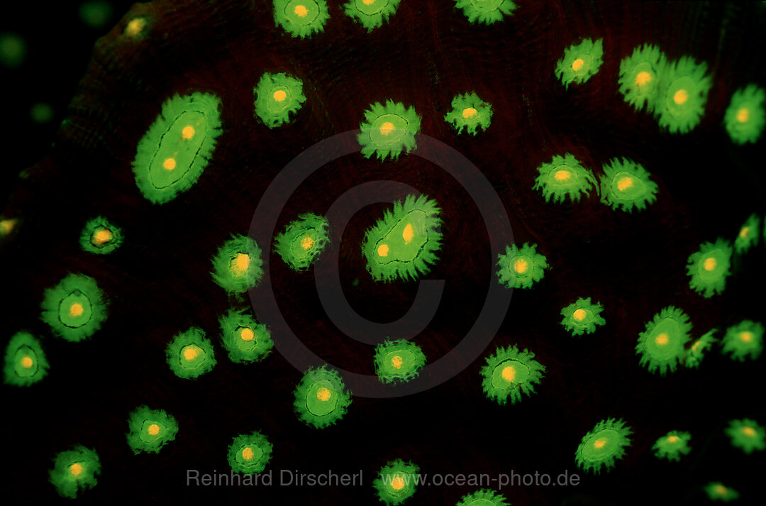 Fluoreszierende Steinkoralle, Korallenfluoreszenz, Rotes Meer, El Quseir, gypten, Aegypten