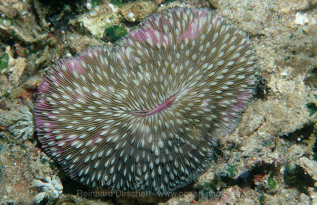 Pilzkoralle mit weissem Licht, Ctenactis echinata, Indischer Ozean, Komodo National Park, Indonesien