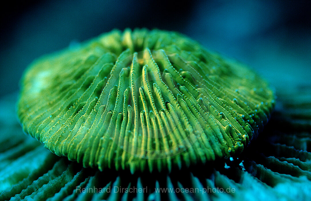 Fluoresce Mushroom coral, Coral fluorescenc