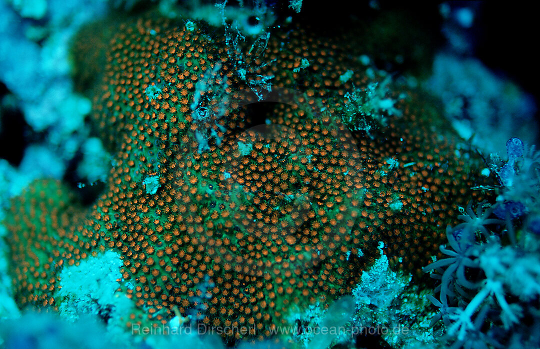 Fluoreszierende Steinkoralle, Korallenfluoreszenz