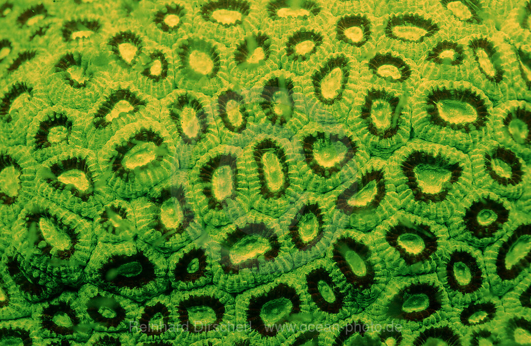 Fluoreszierende Steinkoralle, Korallenfluoreszenz