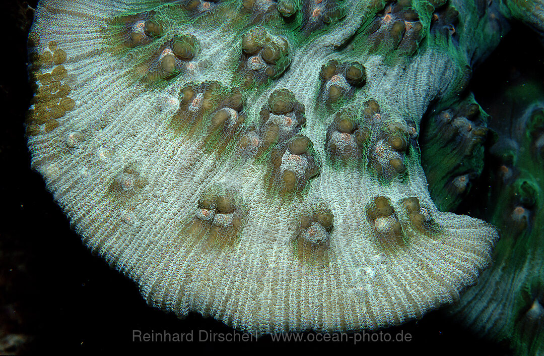 hard coral with white light