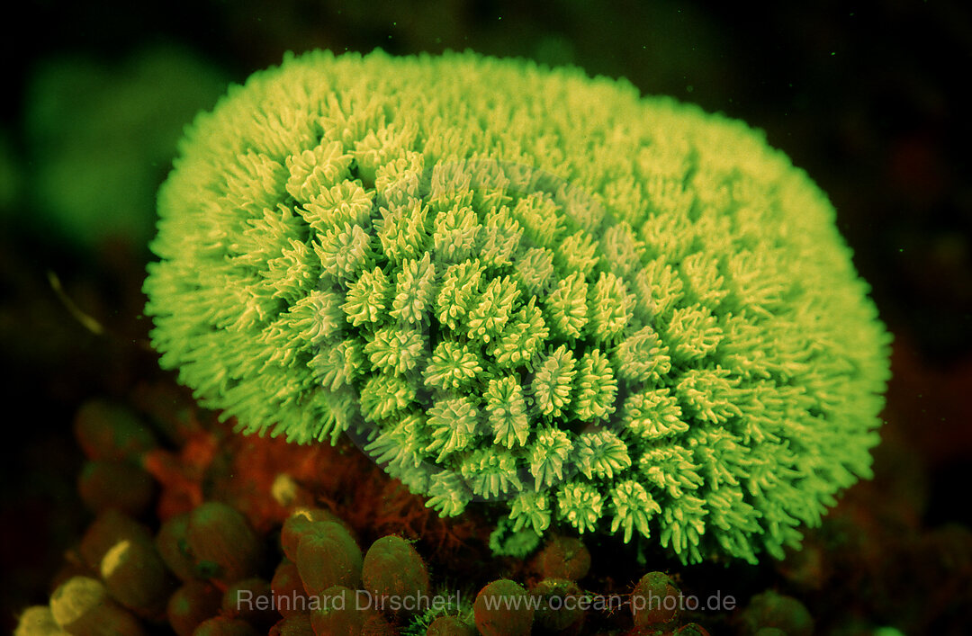 Fluoresce hard coral, Coral fluorescenc