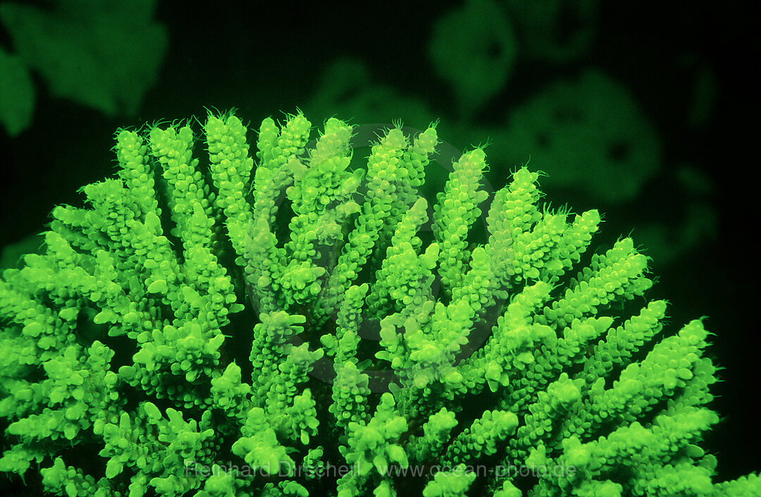 Fluoreszierende Steinkoralle, Korallenfluoreszenz