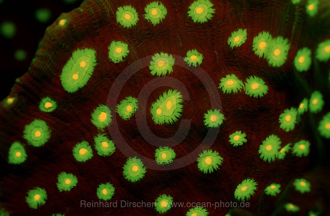 Fluoreszierende Steinkoralle, Korallenfluoreszenz