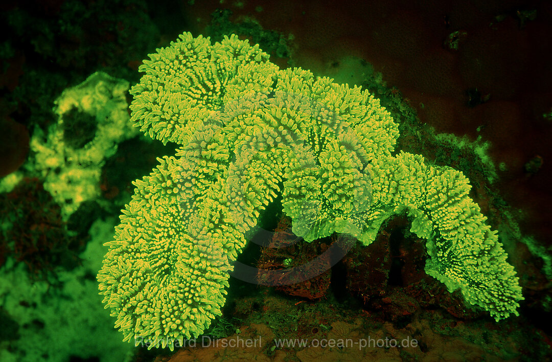Fluoreszierende Steinkoralle, Korallenfluoreszenz