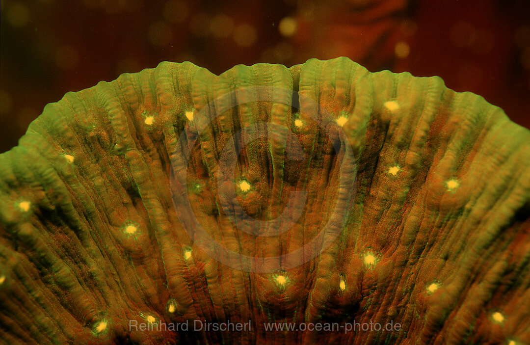 Fluoresce hard coral, Coral fluorescenc