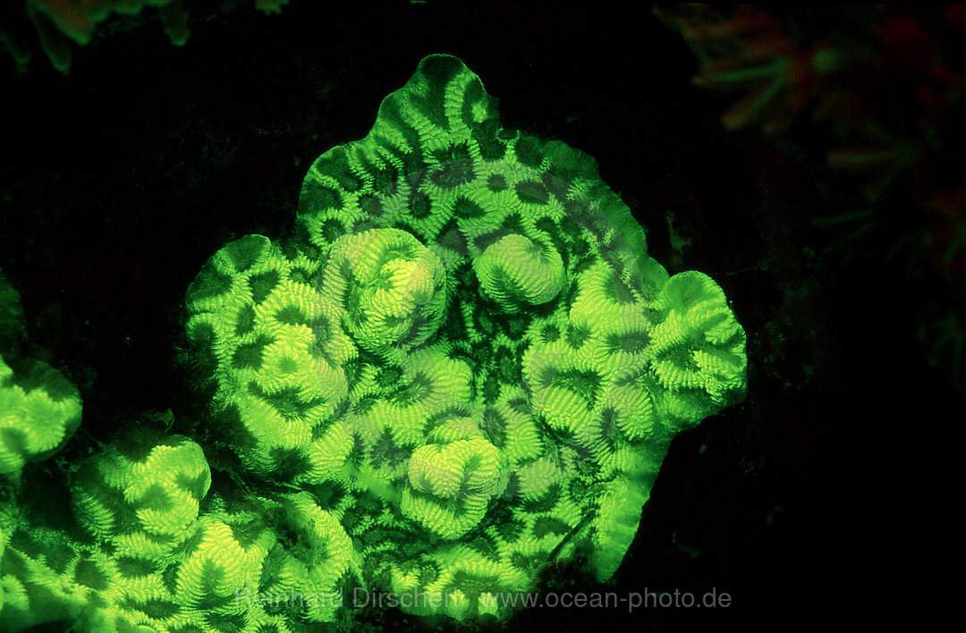 Fluoreszierende Steinkoralle, Korallenfluoreszenz, Indischer Ozean, Komodo National Park, Indonesien