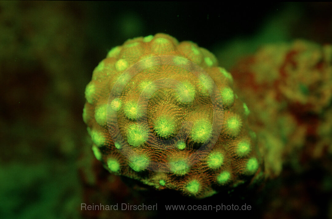 Fluoreszierende Steinkoralle, Korallenfluoreszenz