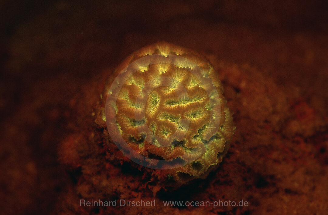 Fluoresce hard coral, Coral fluorescenc, Indian Ocean, Komodo National Park, Indonesia