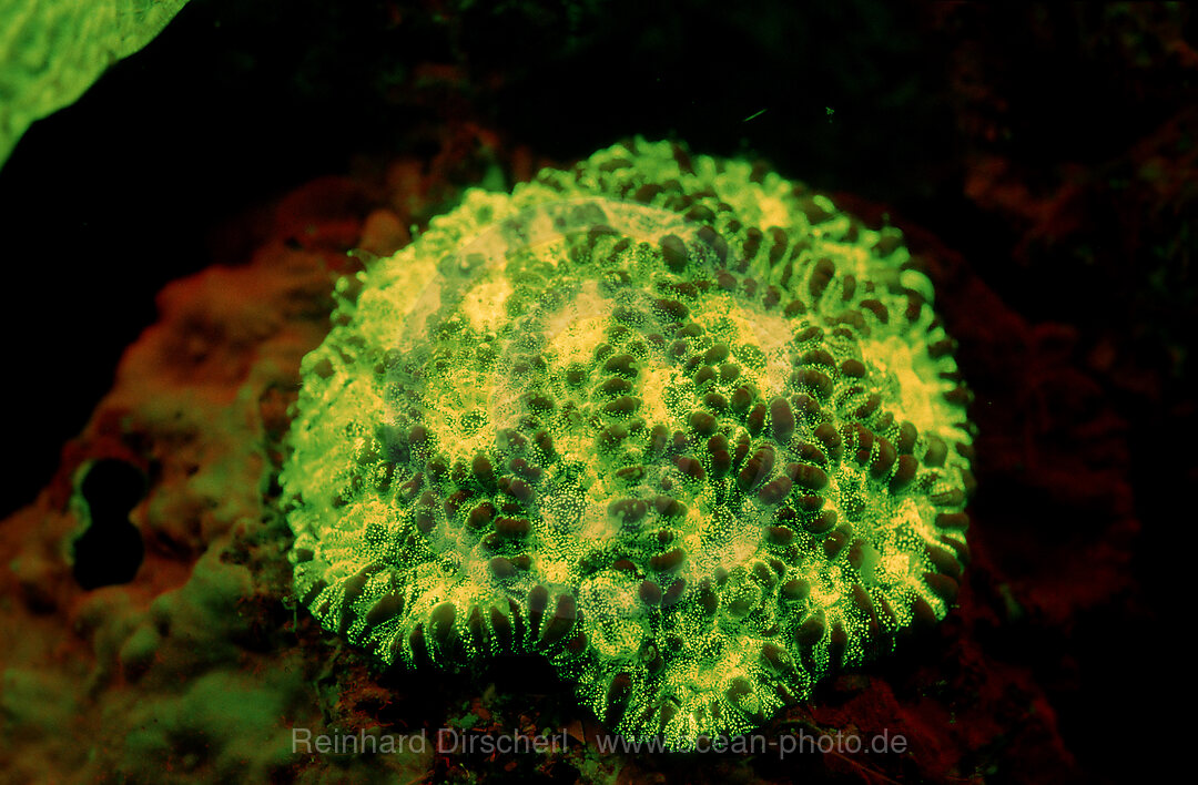 Fluoreszierende Steinkoralle, Korallenfluoreszenz, Indischer Ozean, Komodo National Park, Indonesien