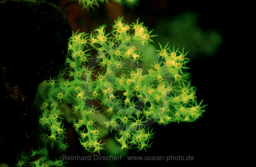 Fluoreszierende Steinkoralle, Korallenfluoreszenz, Indischer Ozean, Komodo National Park, Indonesien