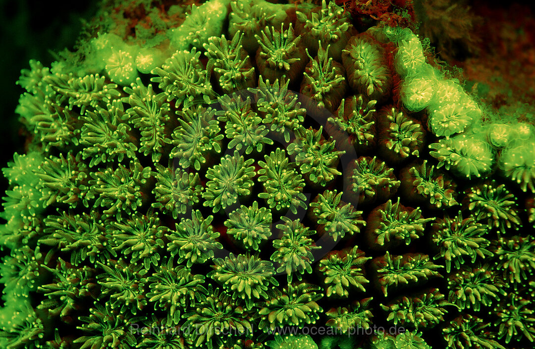 Fluoresce Grass coral, Coral fluorescenc