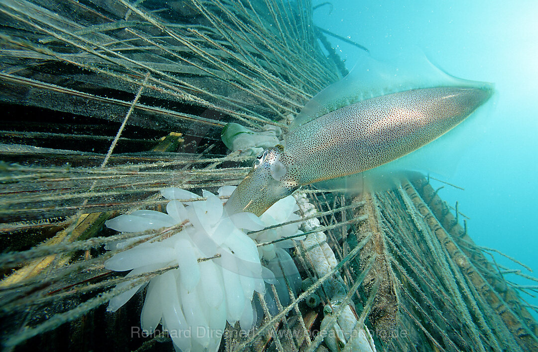 Suedlicher Riffkalmar bei der Eiablage, Sepiotheuthis australis, Pazifik, Pacific ocean, Borneo, Mabul, Malaysia