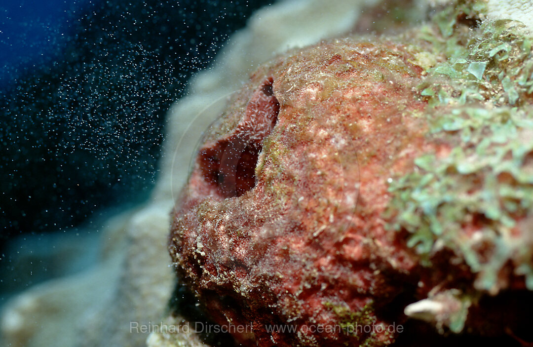 Eiabgabe eines weiblichen Schwammes, Porifera, Karibisches Meer, Karibik, Niederlaendische Antillen, Curacao