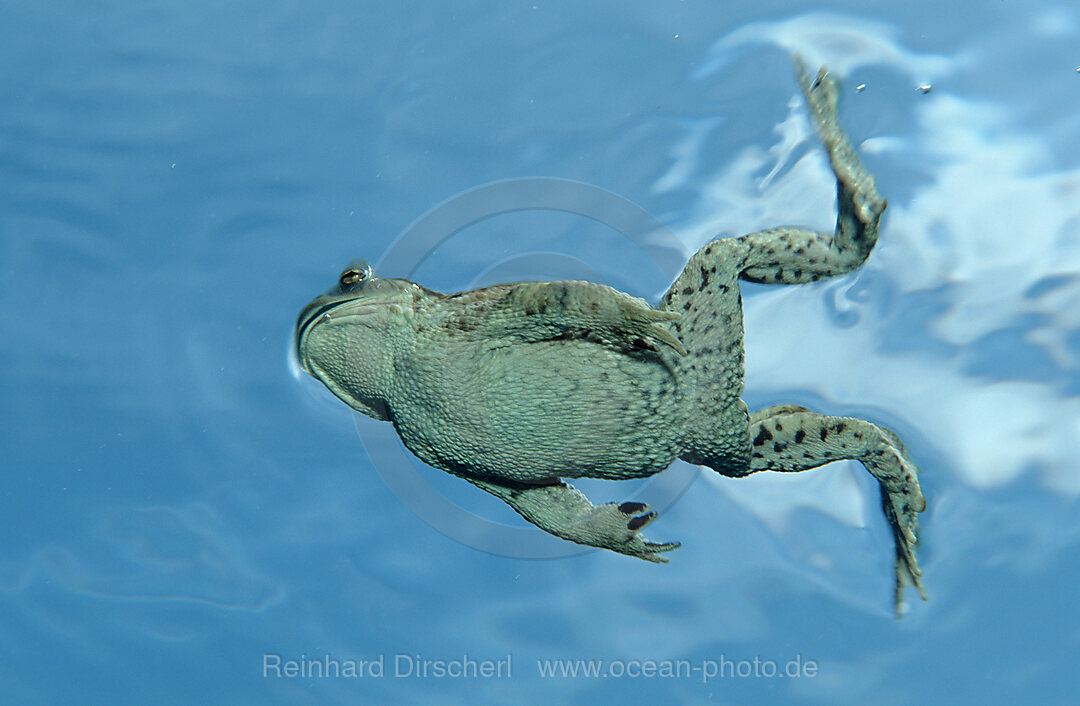 Erdkroete an der Wasseroberflaeche, Bufo bufo, Bayern, Deutschland