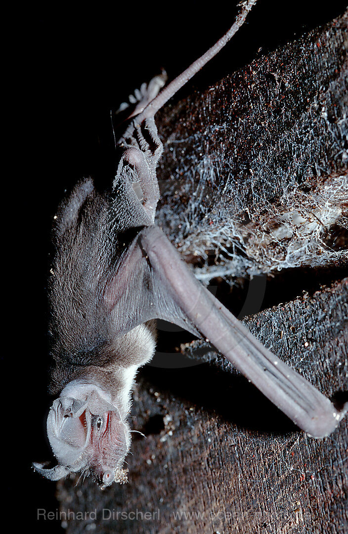 Fledermaus in Hoehle