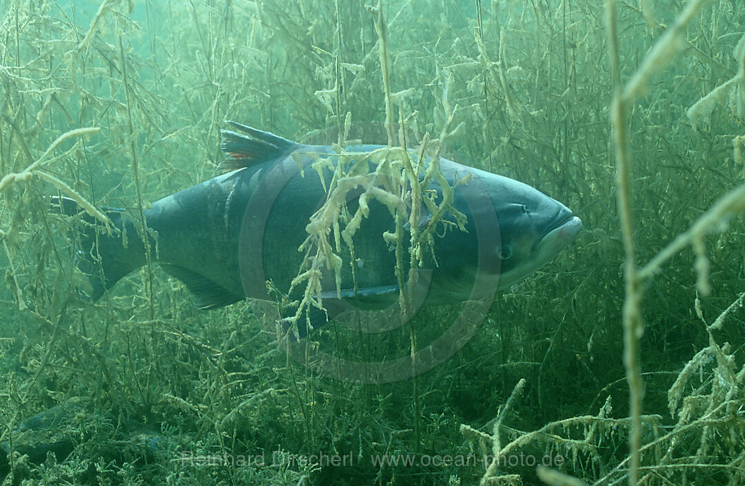 Marmorkarpfen, Graskarpfen, Grasfisch, Ctenopharyngodon idella, Bayern, Deutschland