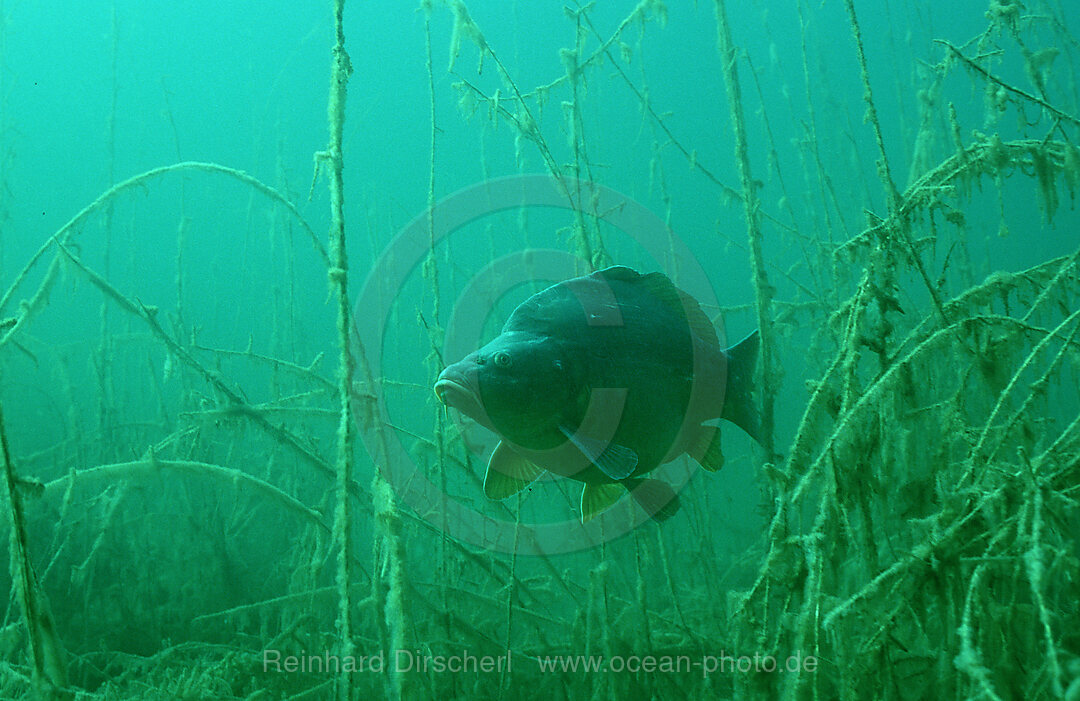 Kapfen, Spiegelkarpfen, Cyprinus carpio, Bayern, Deutschland