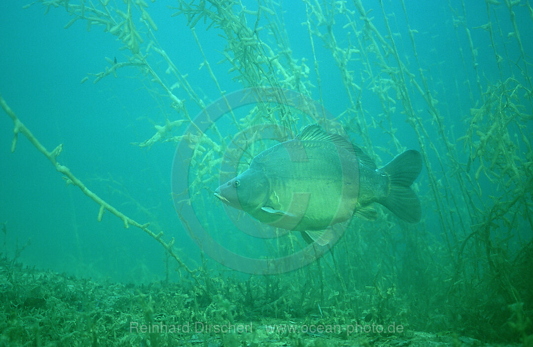 Kapfen, Spiegelkarpfen, Cyprinus carpio, Bayern, Deutschland