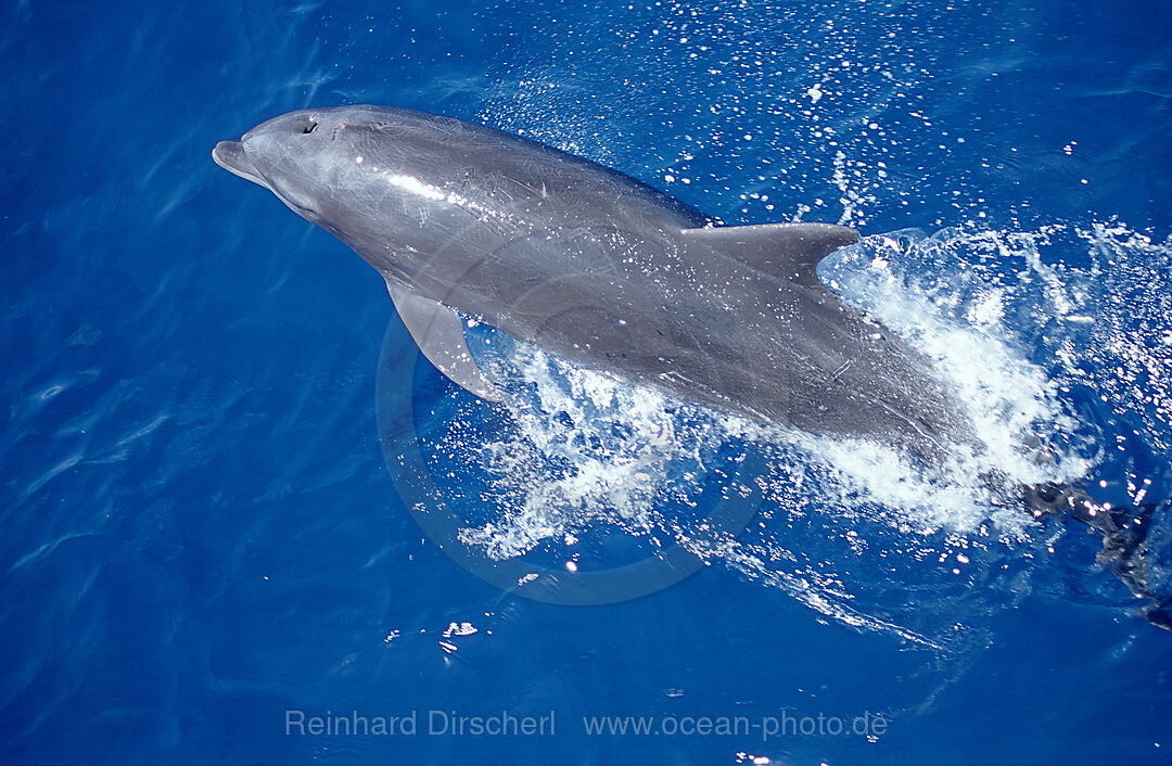 Springender Grosser Tuemmler, Delphin, Delfin, Tursiops truncatus, Karibisches Meer, Karibik, Caribbean Sea, Yucatan, Mexico, Mexiko, Caribbean