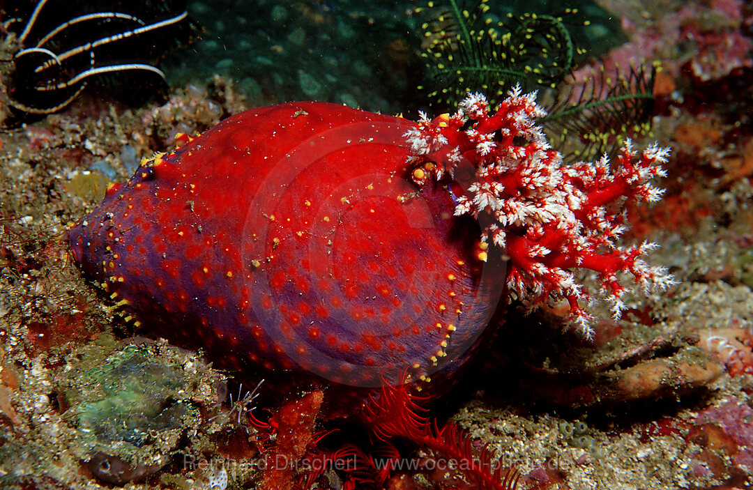 Sea Cucumber