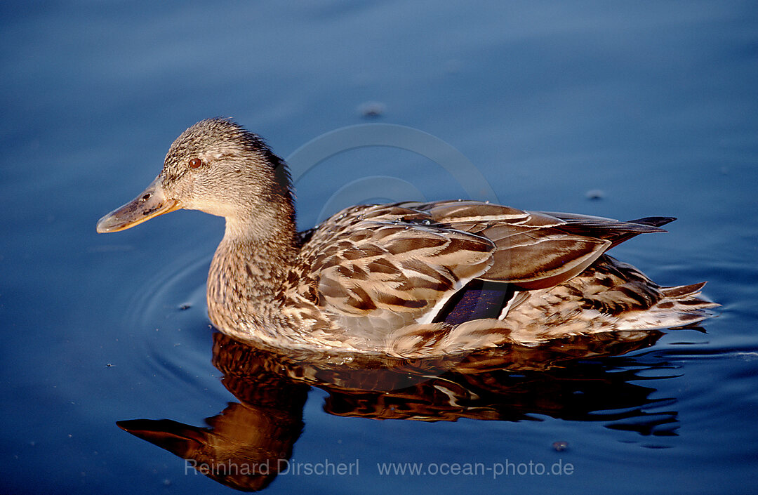 Stockente, Wildente
