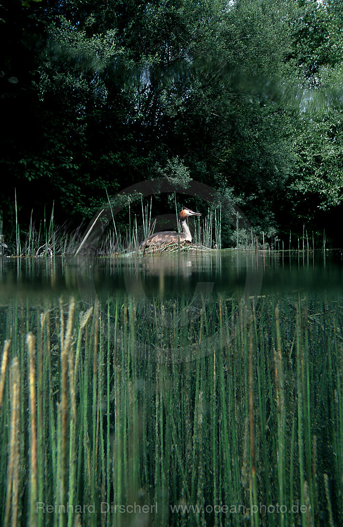 Great Crested Grebe