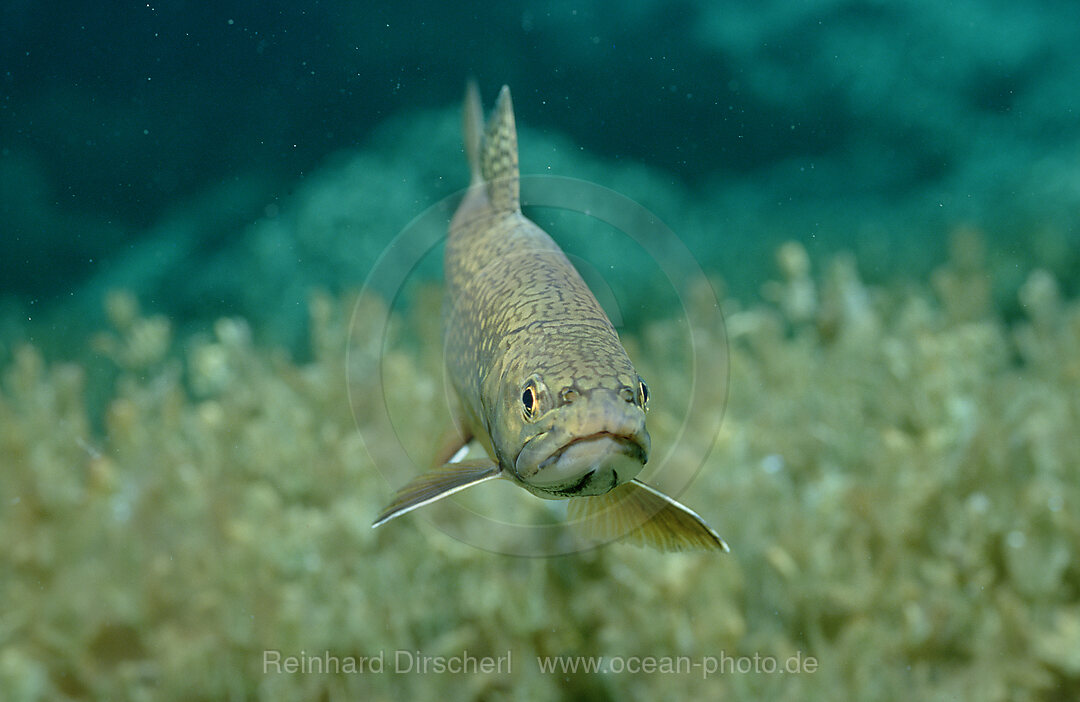 Bachsaibling, Salvelinus fontinalis, Bayern, Deutschland