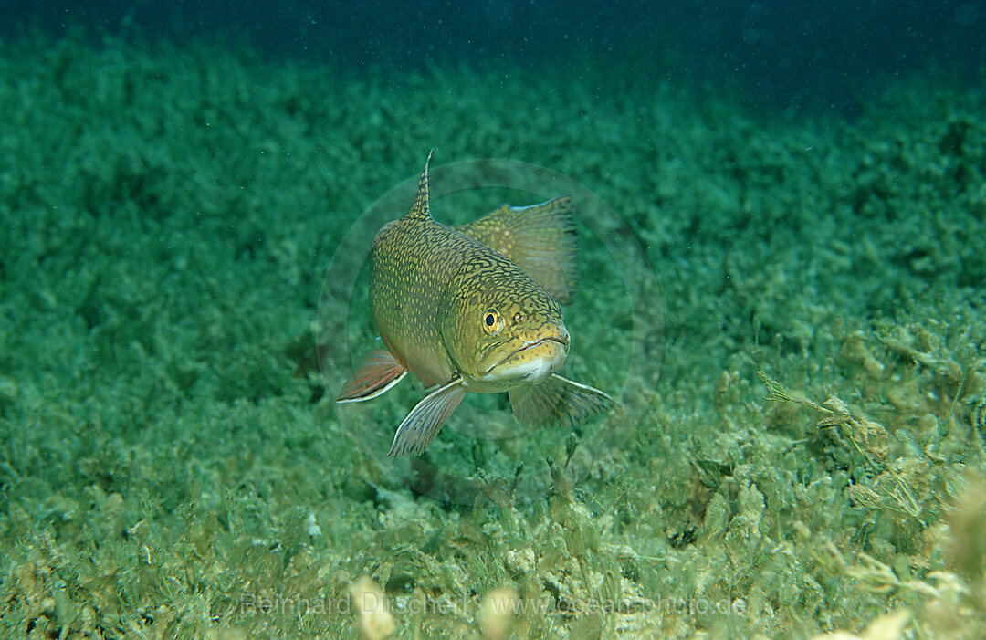 Bachsaibling, Salvelinus fontinalis, Bayern, Deutschland