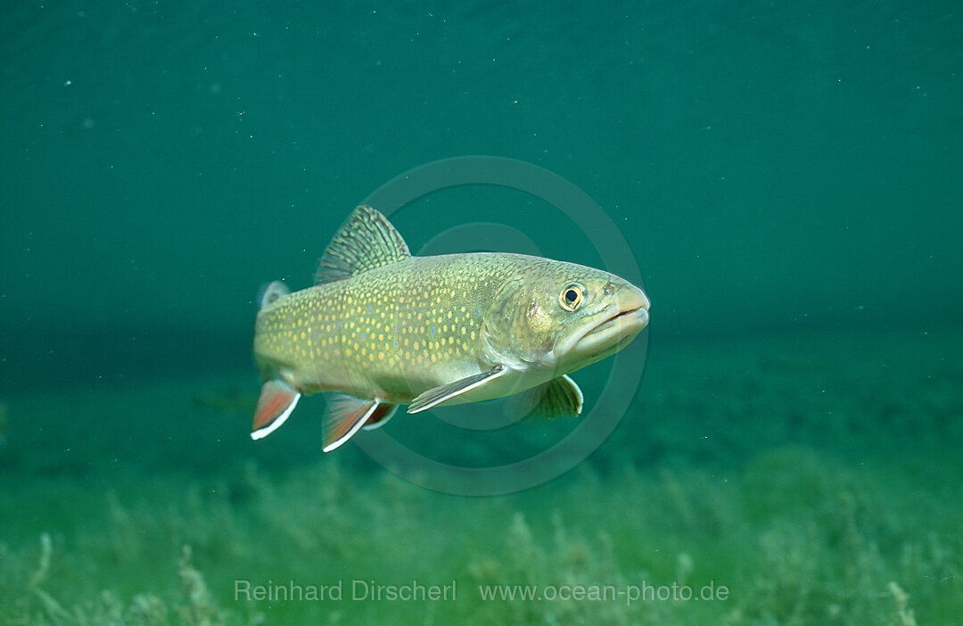 Bachsaibling, Salvelinus fontinalis, Bayern, Deutschland