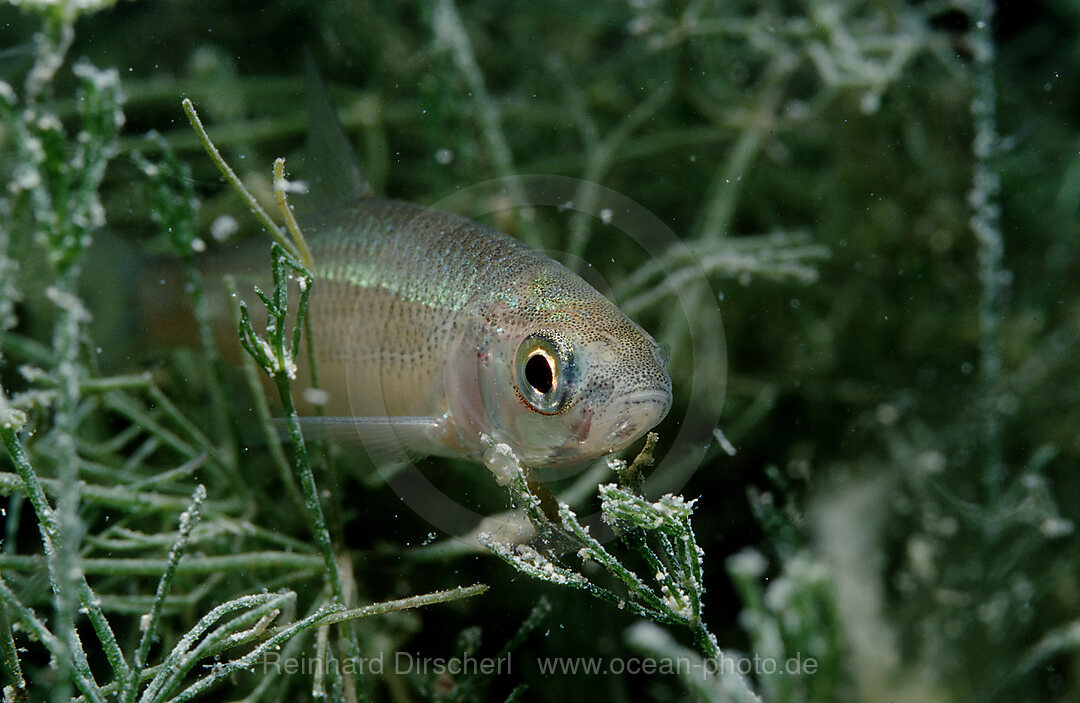 Schneider, Alburnoides bipunctatus, Bayern, Deutschland