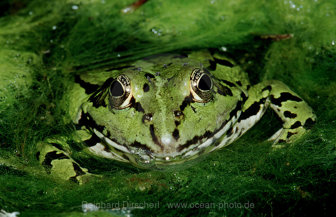 Wasserfrosch, Rana esculenta, Bayern, Deutschland