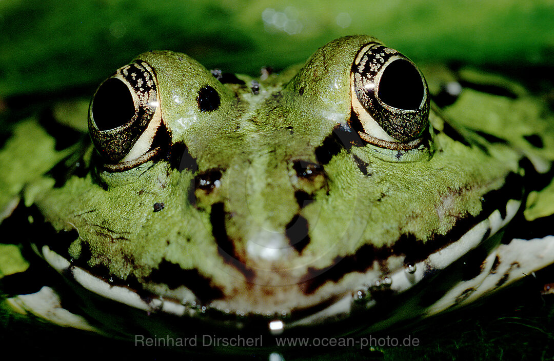 Wasserfrosch, Rana esculenta, Bayern, Deutschland