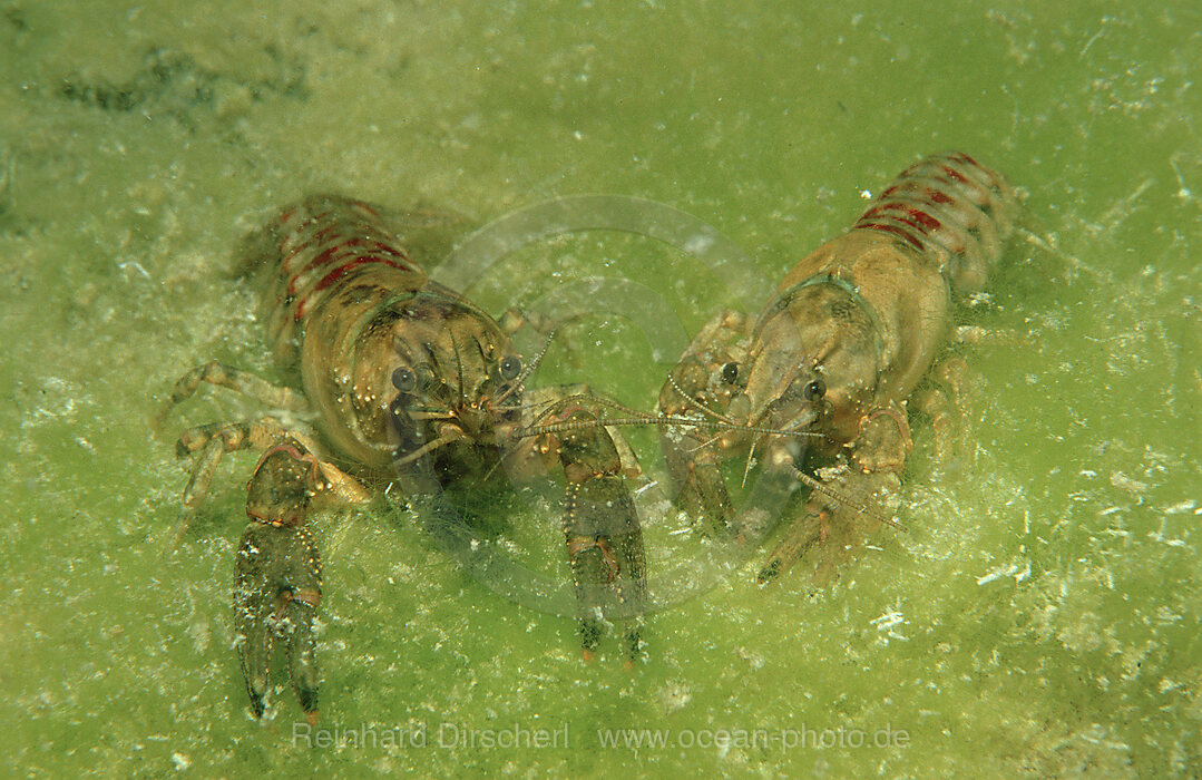 Flusskrebs, zwei Flusskrebse, Flusskrebs, Orconectes limosus, Weiensee, sterreich, Oesterreich